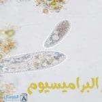 بما يتميز البراميسيومبما يتميز البراميسيوم