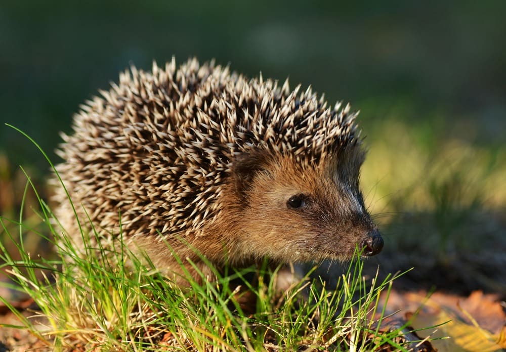 دوريان Daurian Hedgehog