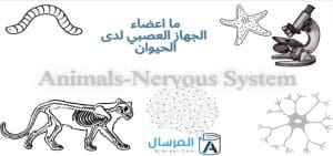ما اعضاء الجهاز العصبي لدى الحيوان