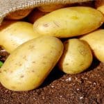 هل البطاطس التي بها بقع حمراء وخضراء سامة