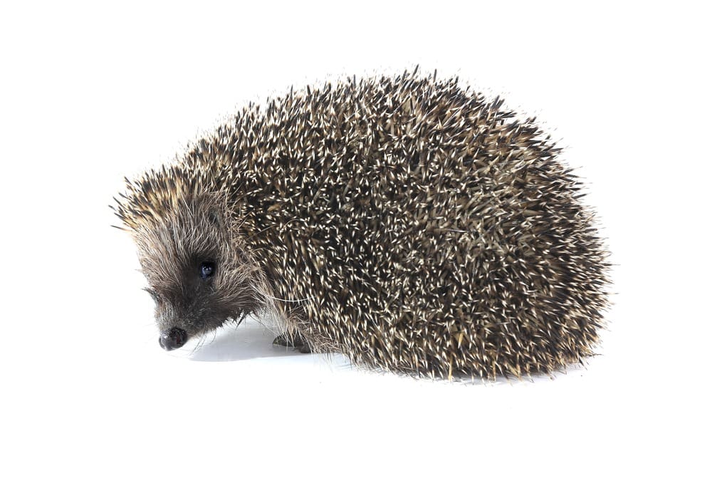 هيوز قنفذ Hugh’s Hedgehog