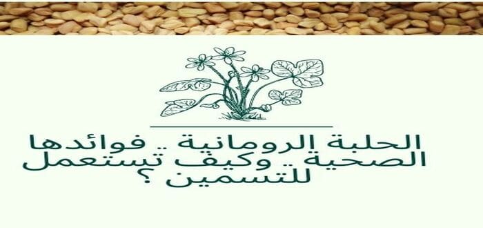 الحلبة الرومانية .. فوائدها الصحية .. وكيف تستعمل للتسمين ؟