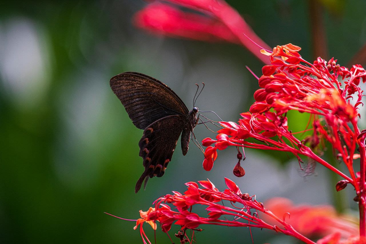 clerodendrum splendens