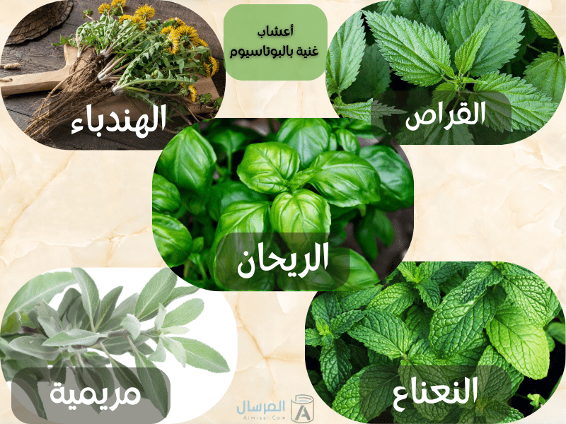 أين يوجد البوتاسيوم