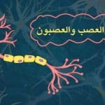 الفرق بين العصب و العصبون