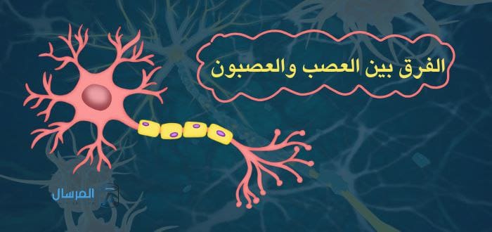 الفرق بين العصب و العصبون
