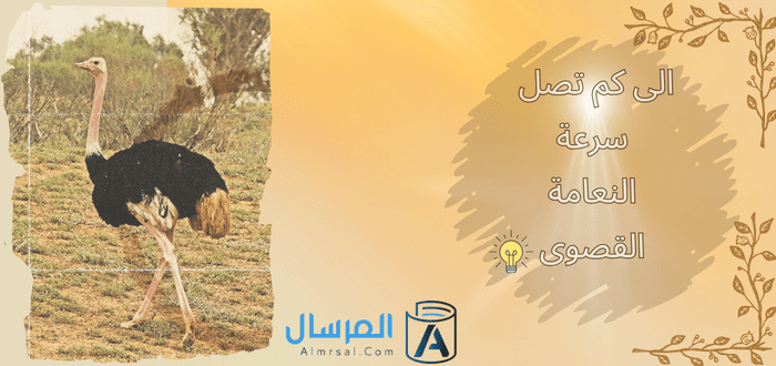 الى كم تصل سرعة النعامة القصوى