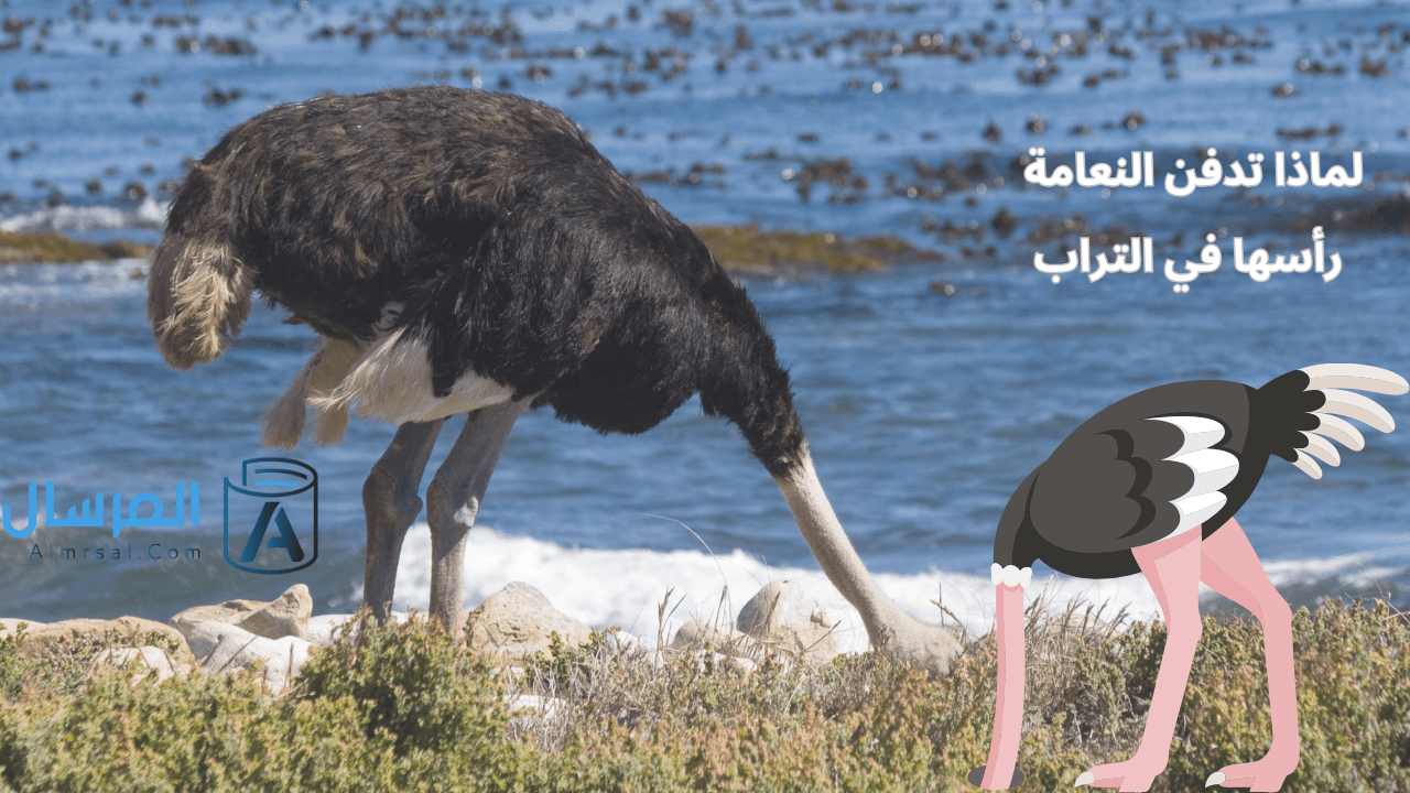 لماذا تدفن النعامة رأسها في التراب الى كم تصل سرعة النعامة القصوى