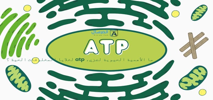 ما الأهمية الحيوية لجزيء atp لخلايا المخلوقات الحية ؟