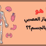 ما هو عمل الجهاز العصبي السمبثاوي ؟ .. ومكانه بالجسم بالصور