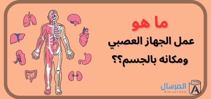 ما هو عمل الجهاز العصبي السمبثاوي ؟ .. ومكانه بالجسم بالصور