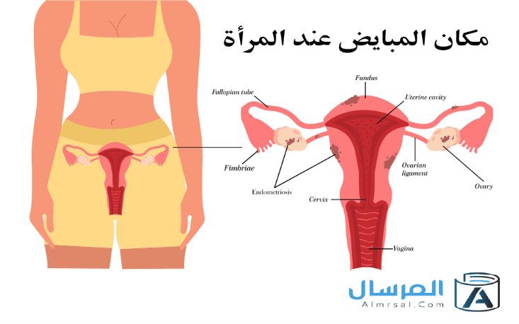 مكان المبايض عند المراة