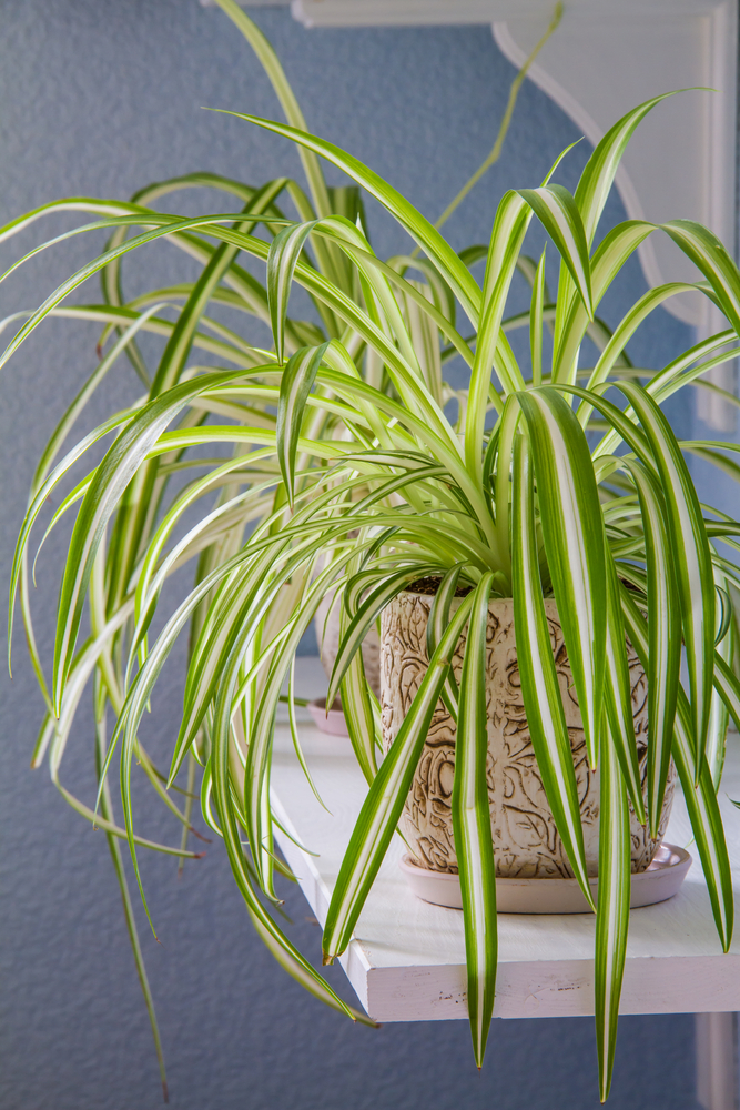 Chlorophytum comosum in flowerpot
