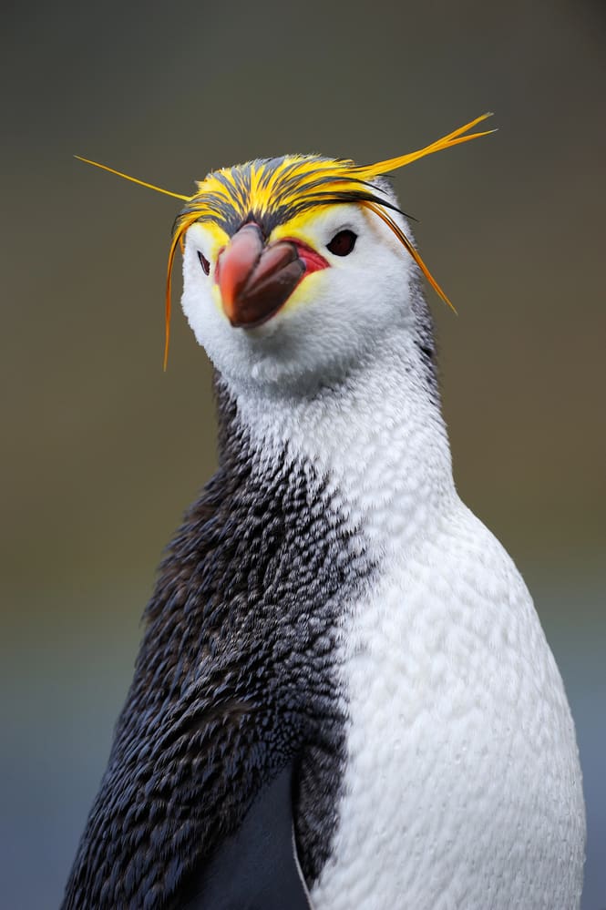 Royal Penguin