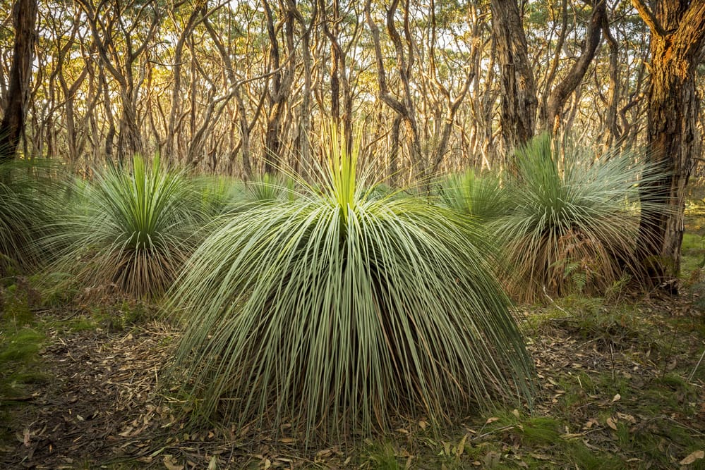Xanthorrhoea