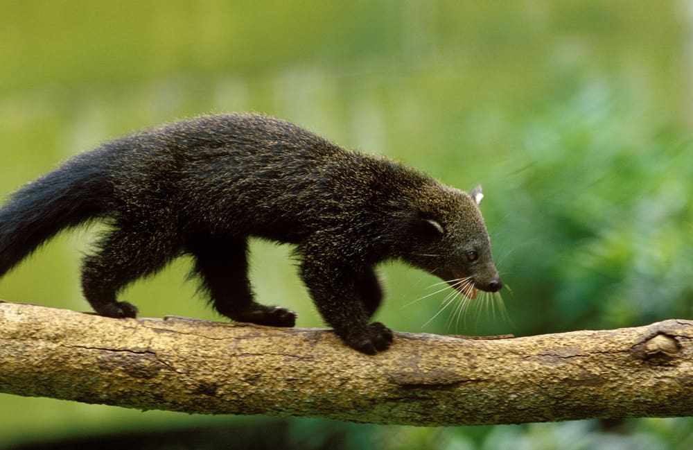 binturong