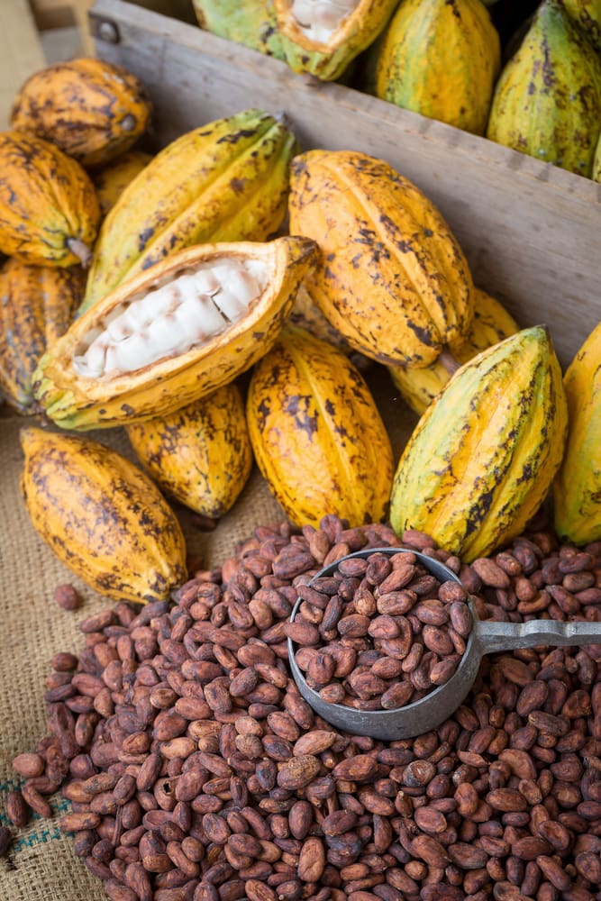 cocoa