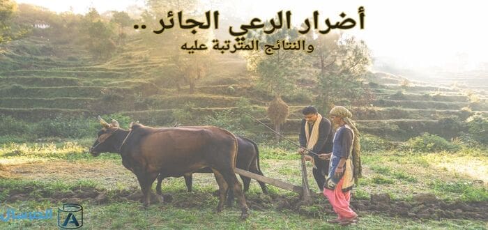 أضرار الرعي الجائر .. والنتائج المترتبة عليه