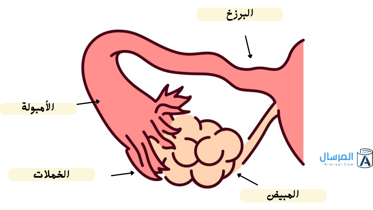 أجزاء قناة فالوب