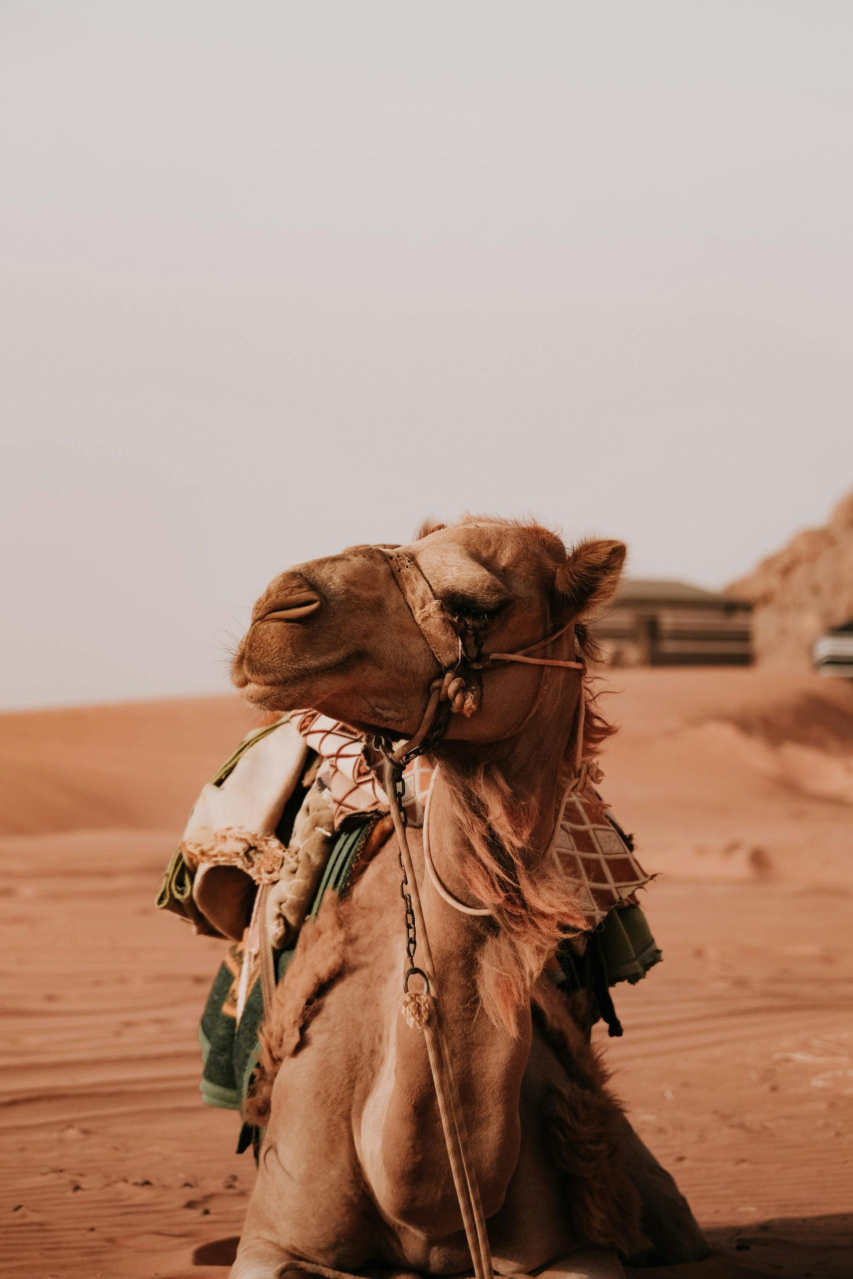 الجمل