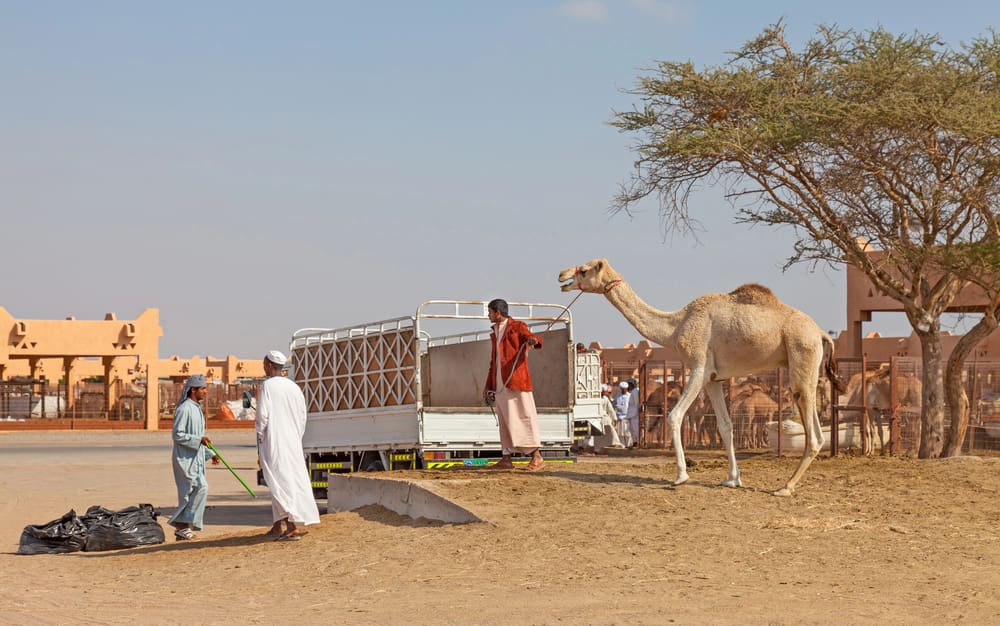 مدينة العين