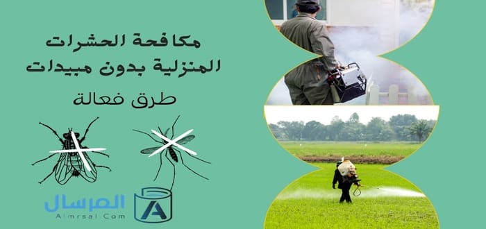 طرق فعالة لمكافحة الحشرات المنزلية بدون مبيدات