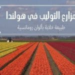 مزارع التوليب في هولندا طبيعة خلابة بألوان رومانسية