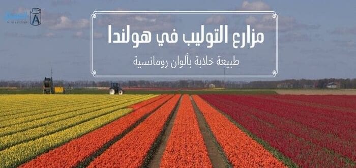مزارع التوليب في هولندا طبيعة خلابة بألوان رومانسية