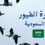 هجرة الطيور في السعودية أنواعها .. مواعيدها
