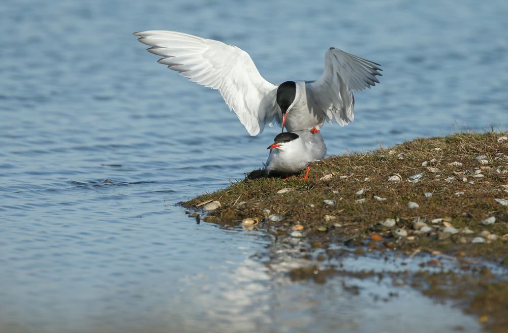 Arctic tern mating