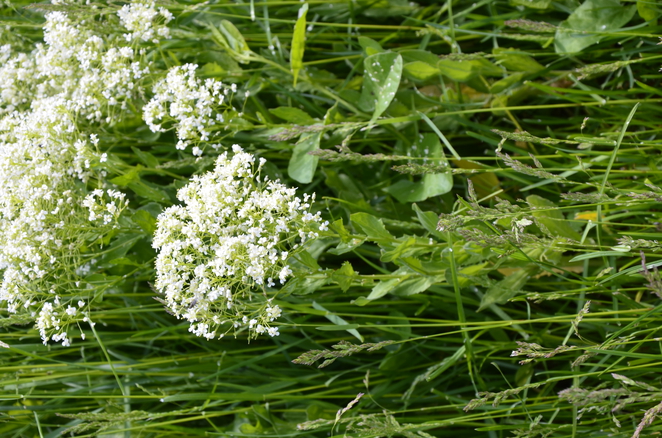 Lepidium campestre, Pepperwort. Wild plant photographed in the spring.Field pepperwort flowers, Lepidium campestre, in a field.