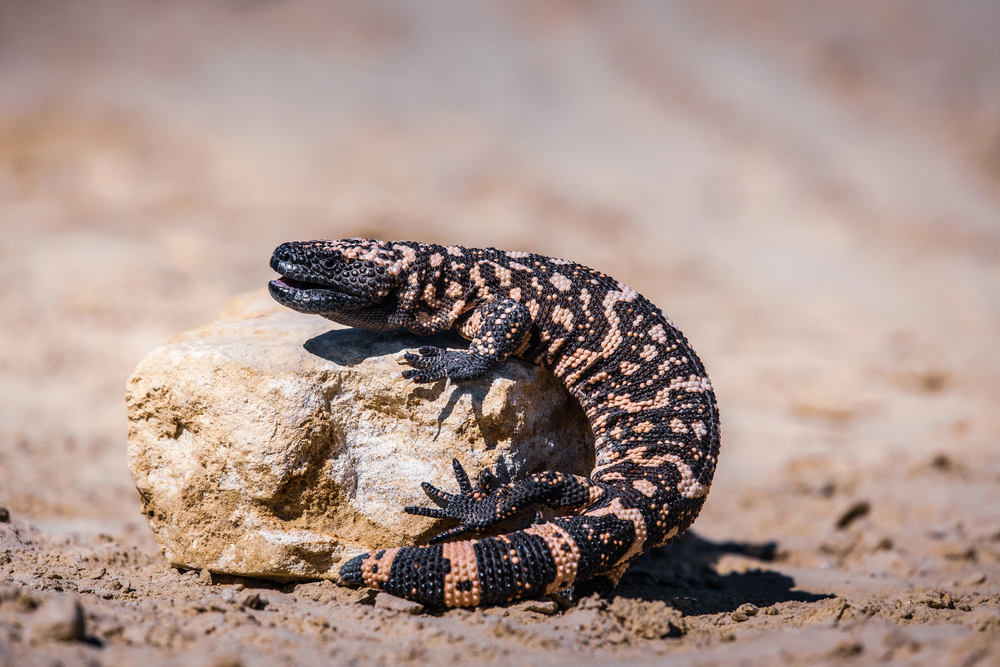 Lizard Gila Monster( Heloderma suspectum)