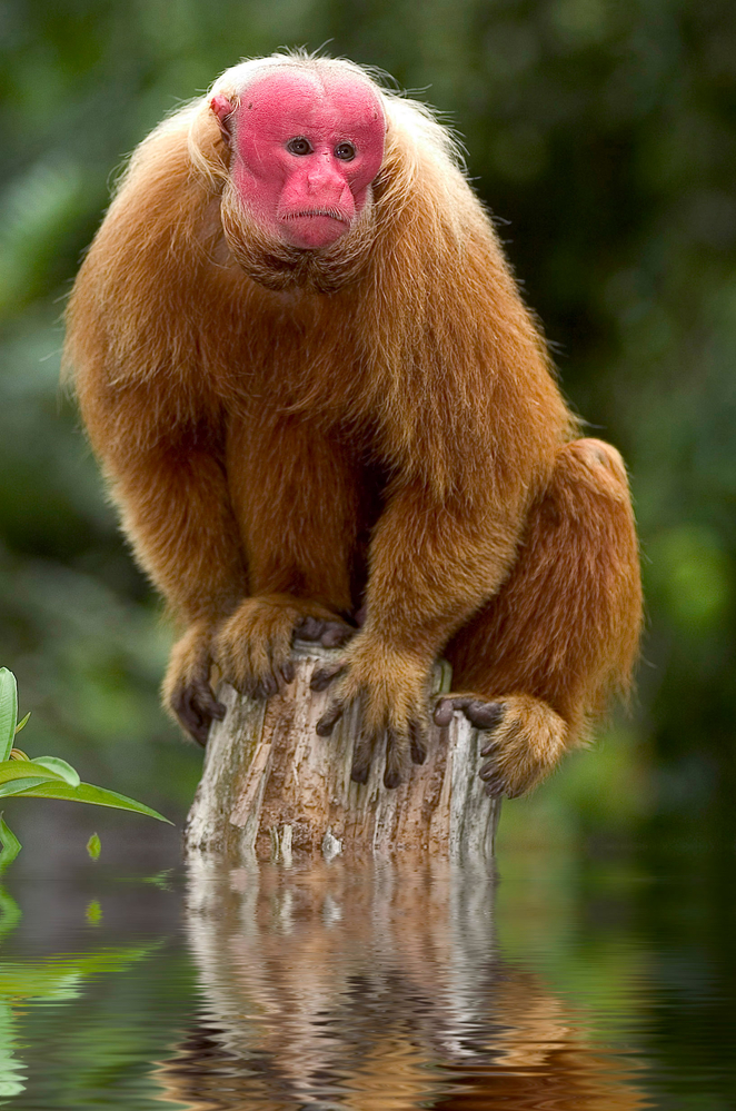 Red Uakari monkey from Amazon, Brazil