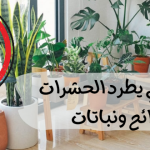 أكثر شي يطرد الحشرات : روائح ونباتات