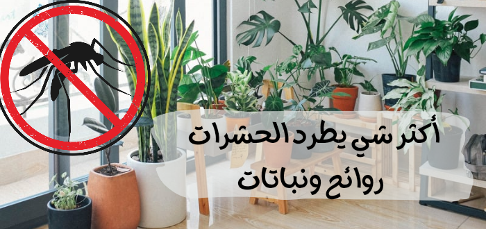 أكثر شي يطرد الحشرات : روائح ونباتات