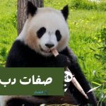 دب الباندا : الصفات والسلوك .. معلومات عامة
