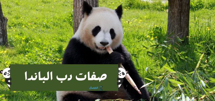 دب الباندا : الصفات والسلوك .. معلومات عامة