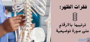 فقرات الظهر ترتيبها بالارقام على صورة توضيحية