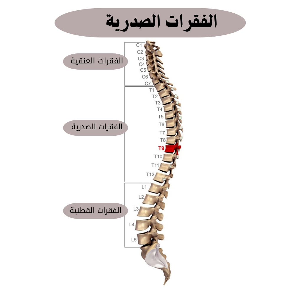 فقرات الظهر