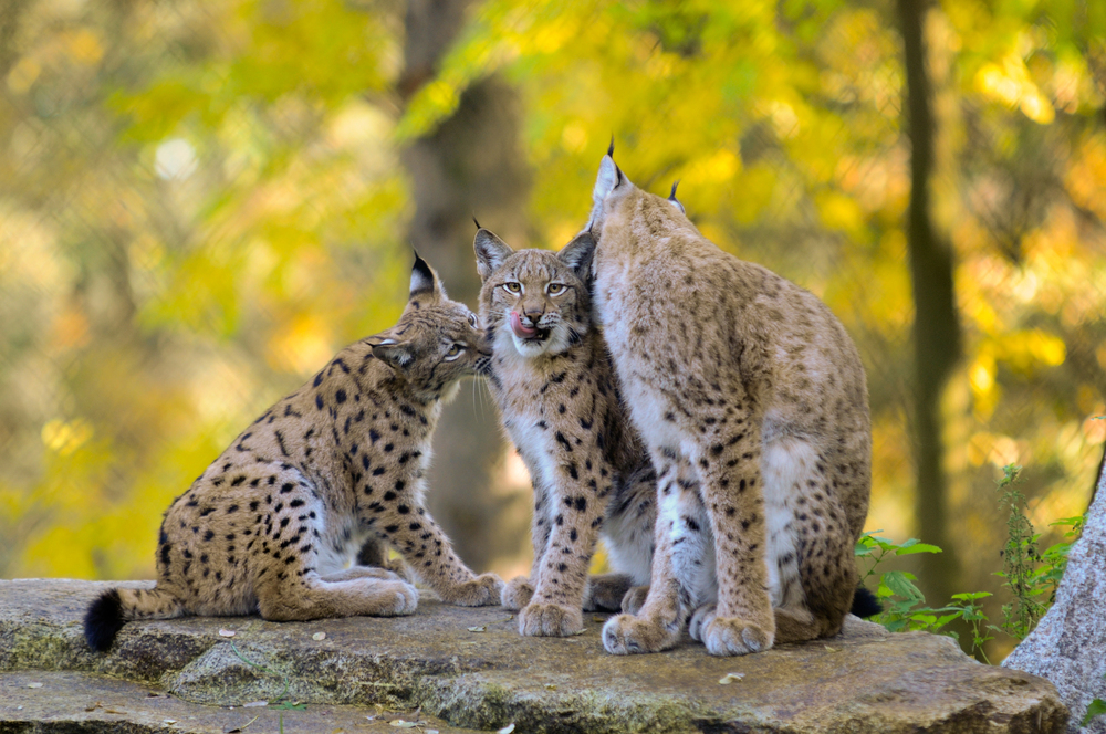 Lynx family