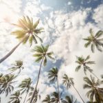 نجلاء فتحي