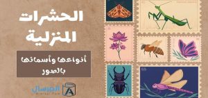 الحشرات المنزلية أنواعها وأسمائها بالصور