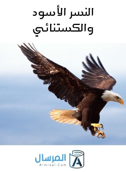 النسر الأسود والكستنائي