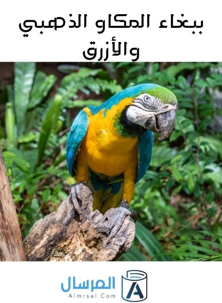 ببغاء المكاو الذهبي والأزرق