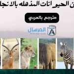 بحث عن الحيوانات المذهله بالانجليزي مترجم بالعربي