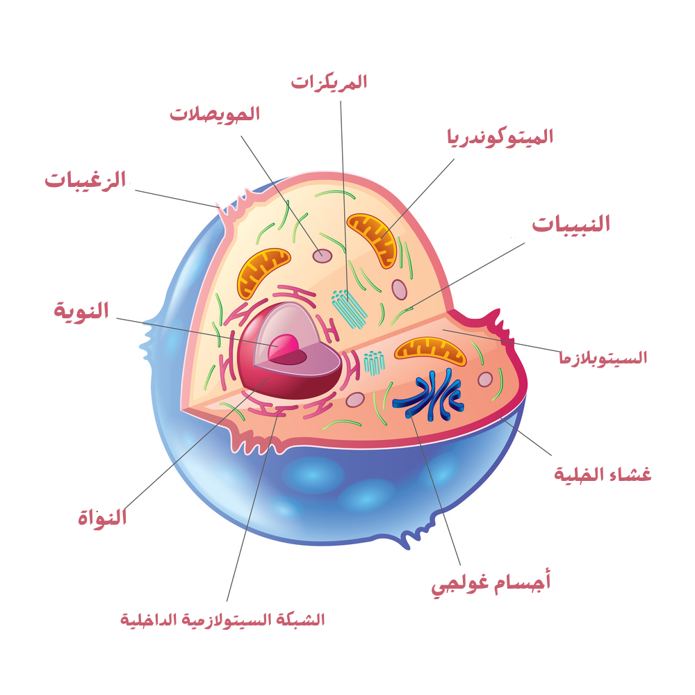 تركيب الخلية ووظائفها مكوناتها .. خرائط مفاهيم لها