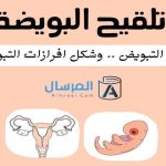 تلقيح البويضة أيام التبويض .. وشكل افرازات التبويض