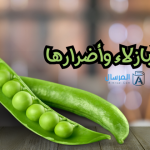 فوائد البازلاء وأضرارها الكميات المسموحة بها