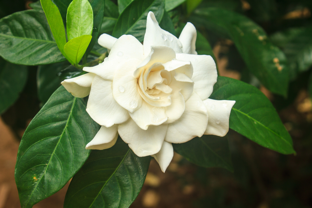 Gardenia radicans