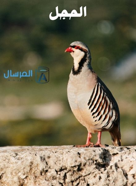 الحجل